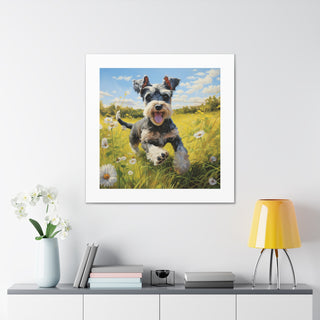 Joyful Mini Schnauzer Print