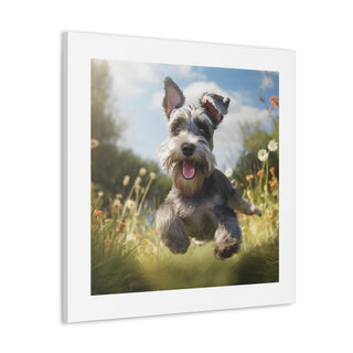 Joyful Frolicking Schnauzers