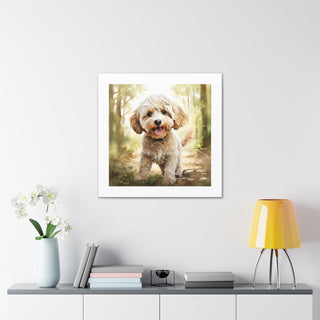 "Playful Australian Labradoodle"