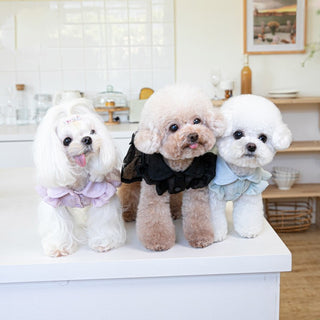 Fashion Pet Clothes Clothing