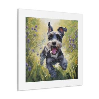 Mini Schnauzer Joyful Pasture